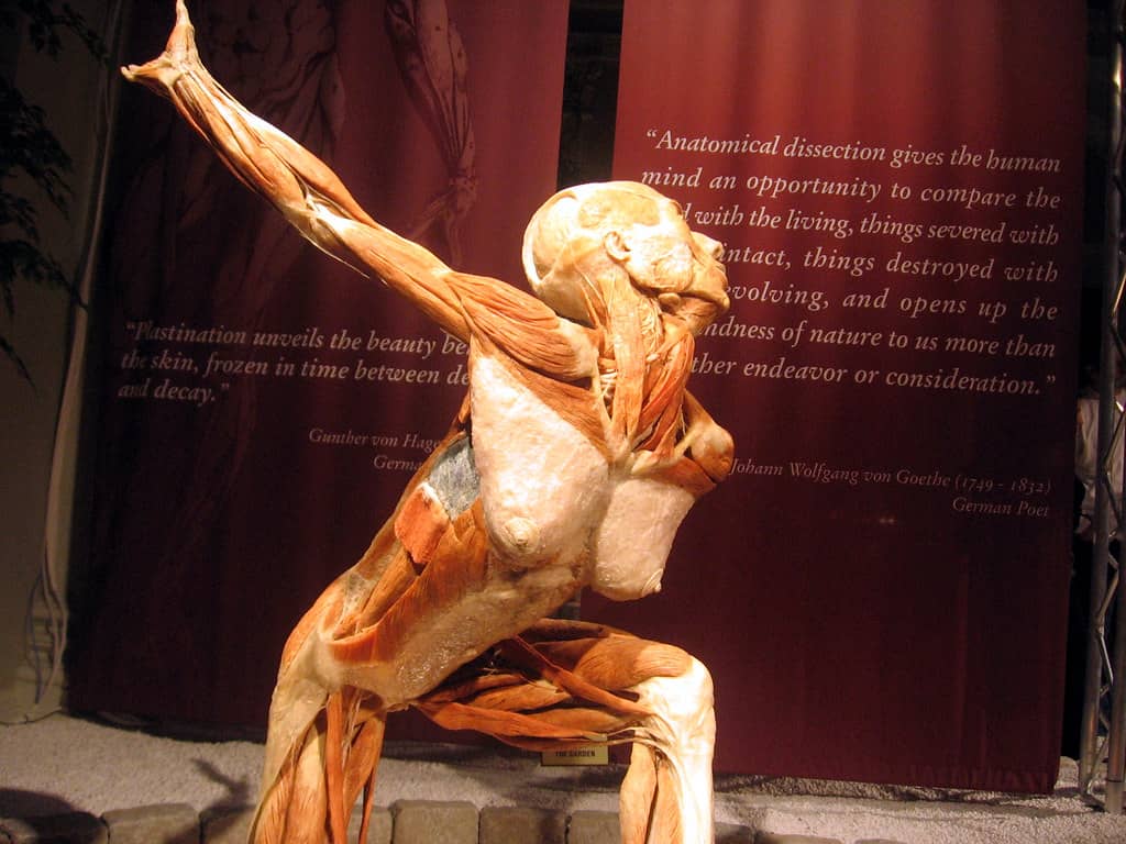 Human Body Exhibition