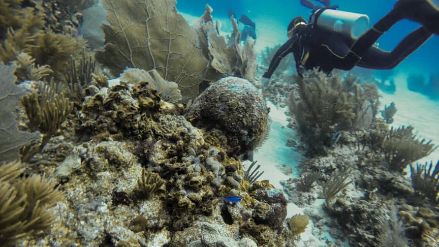 Abundant Marine Life