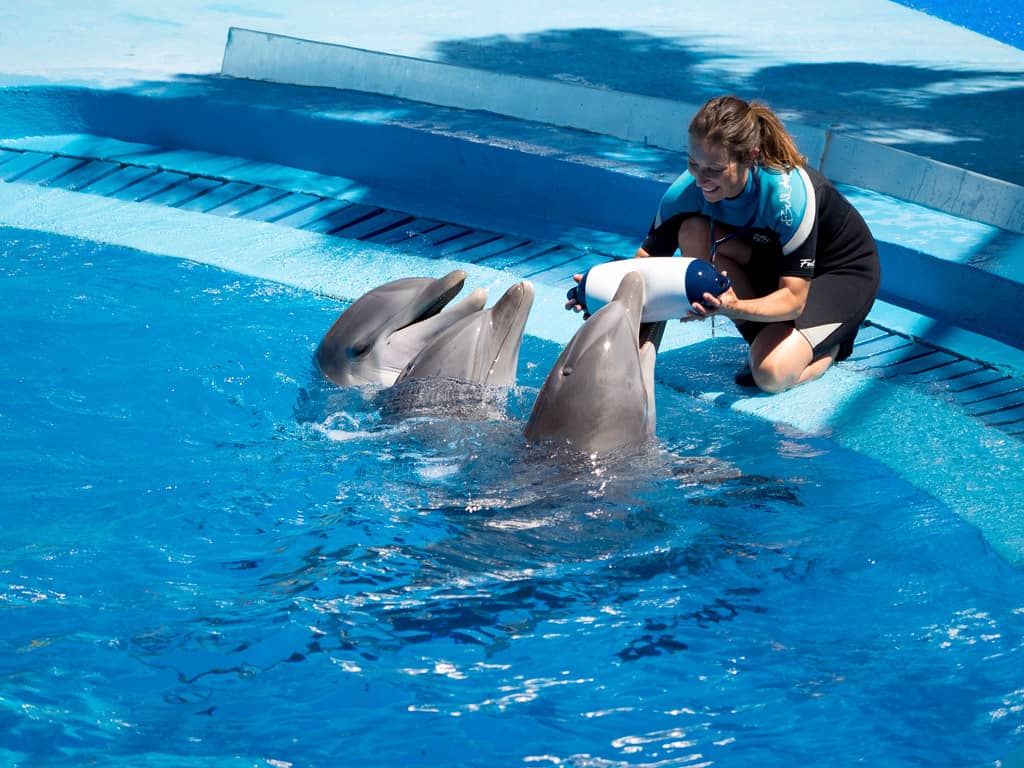 Dolphin and Sea Lion Shows