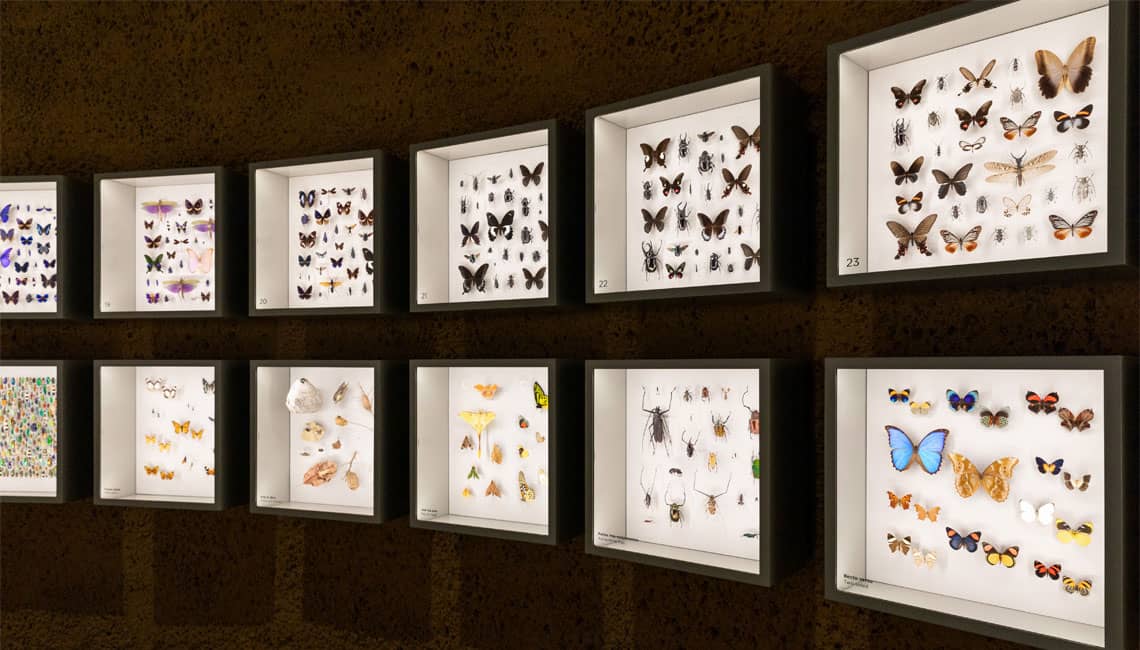 Mounted Specimen Collection