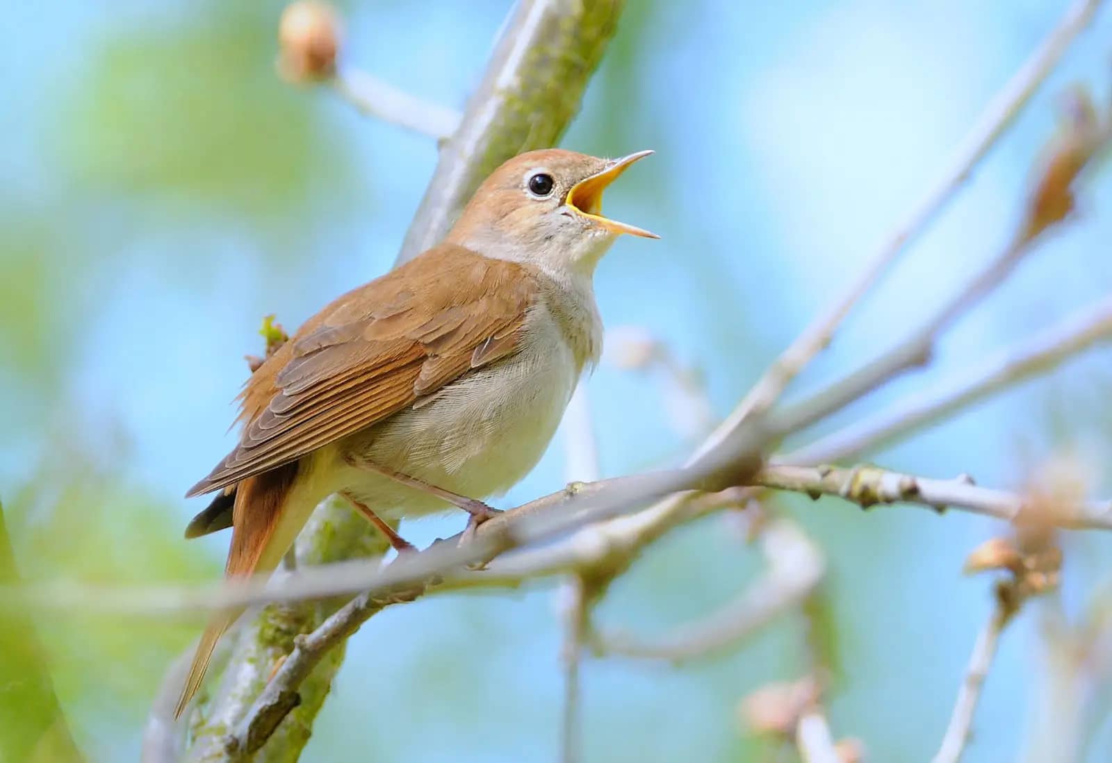 Nightingale Haven