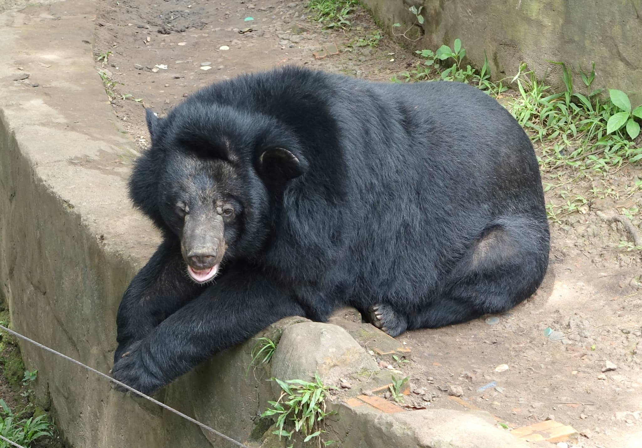 Diverse Animal Encounters
