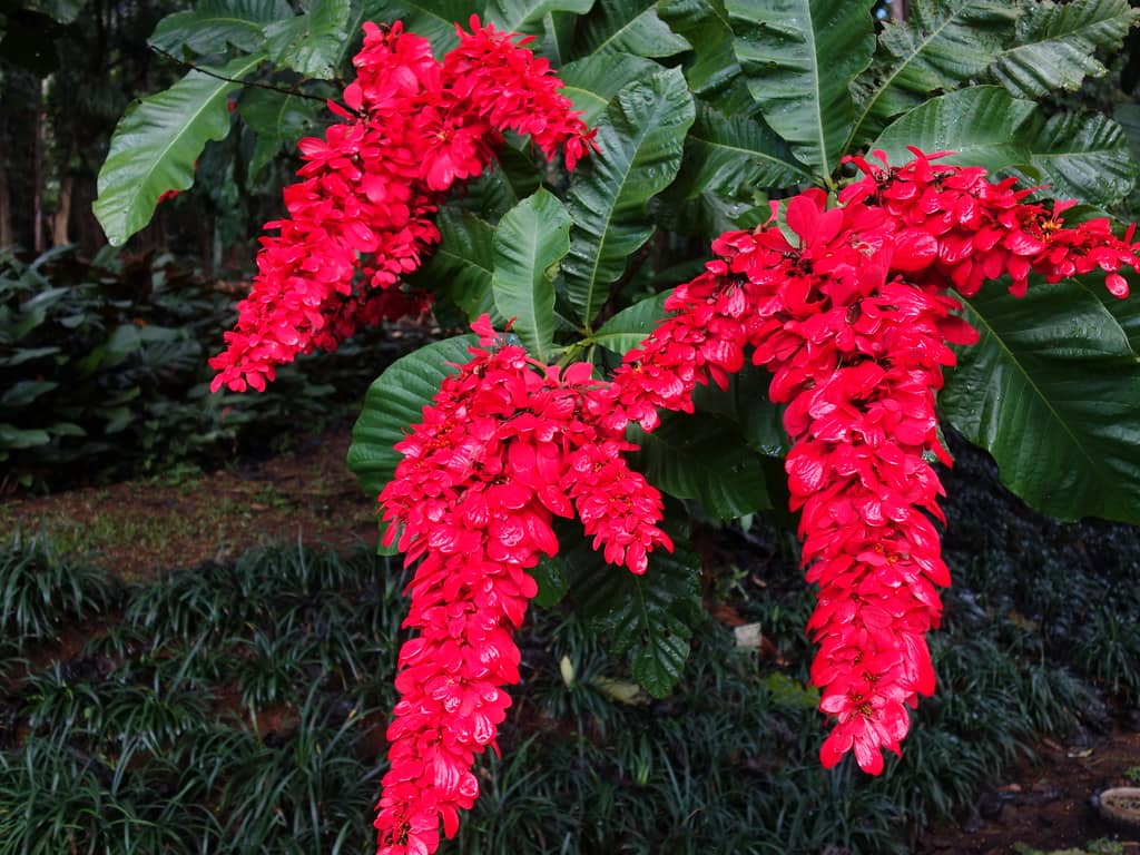 Exotic Plant Collections