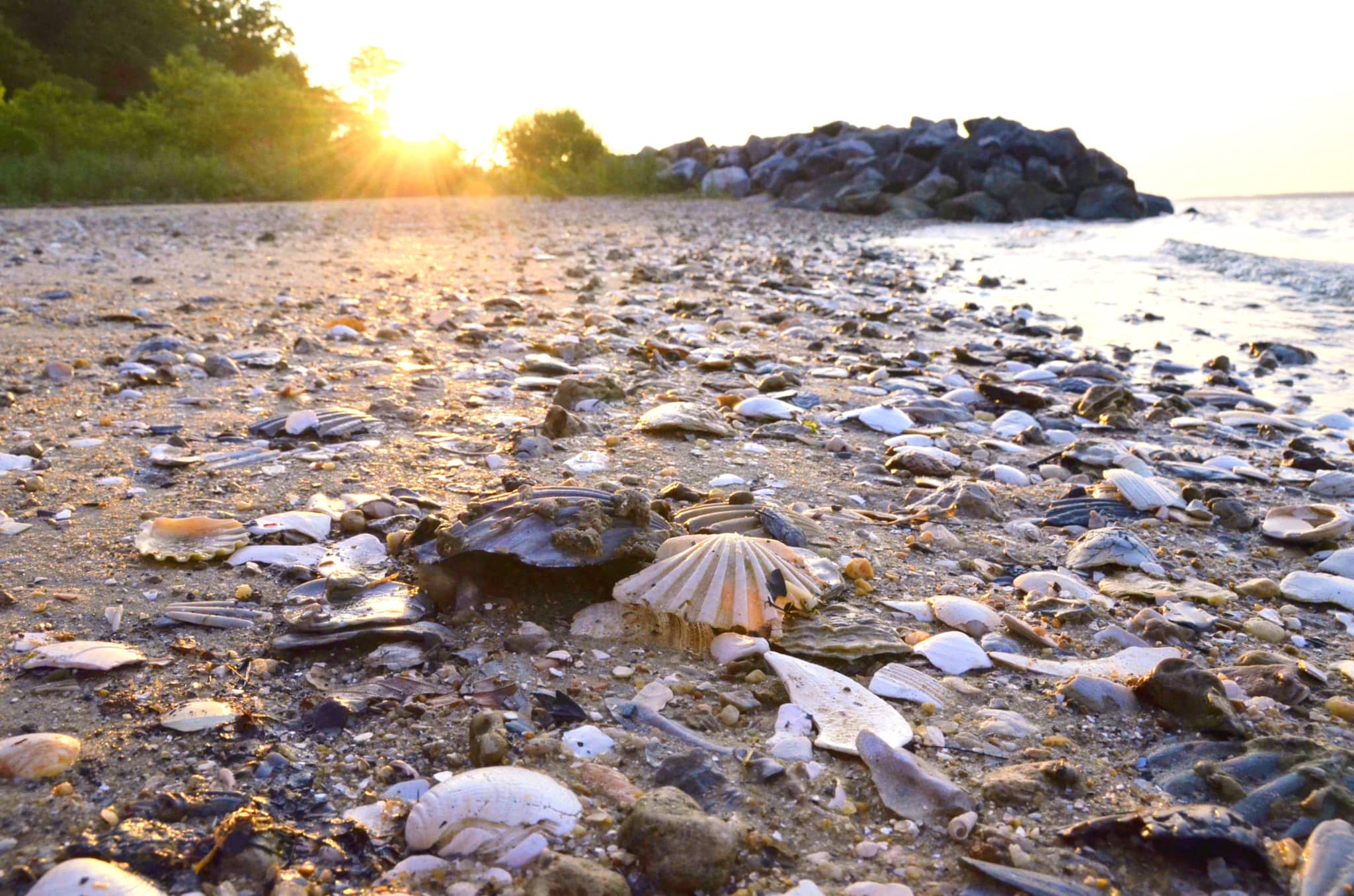 Shark Tooth Beach