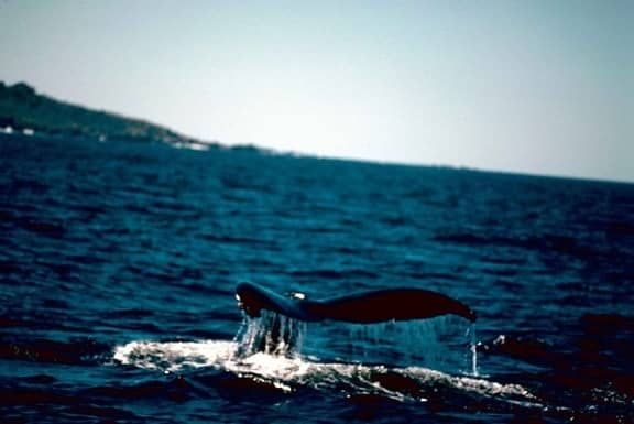 Winter Whale Watching