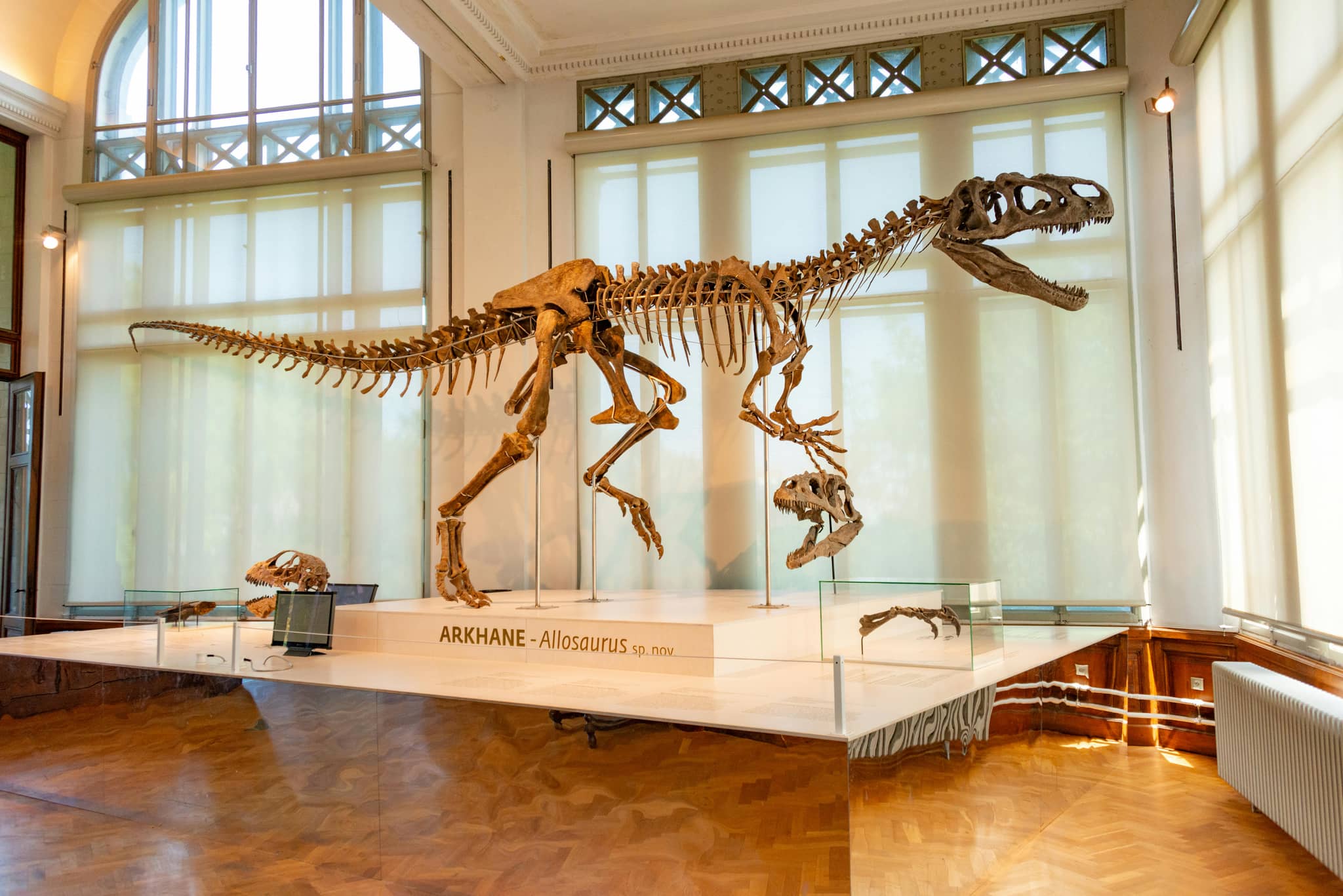 Dinosaur Skeleton