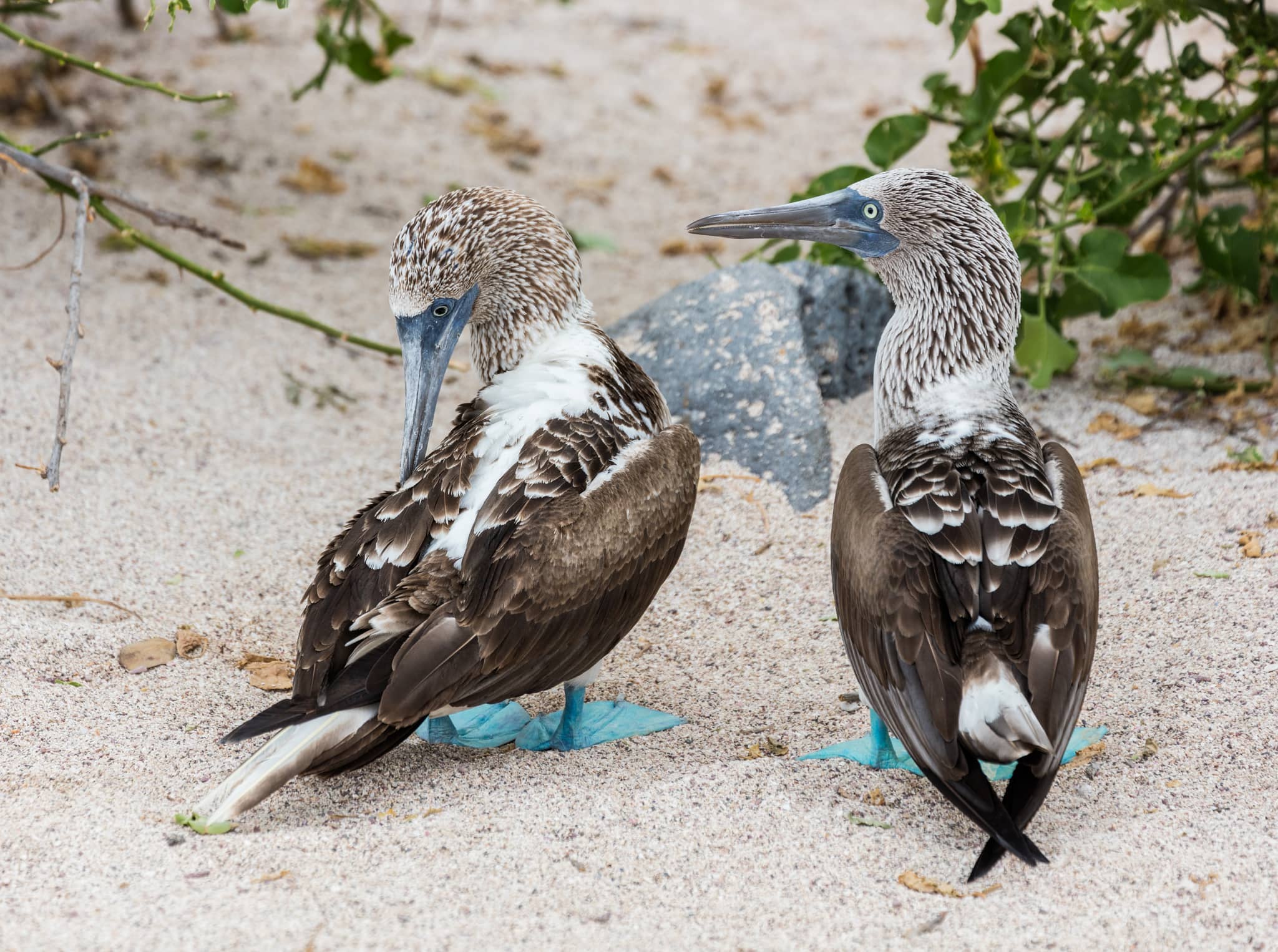 Diverse Birdlife and Nesting Grounds