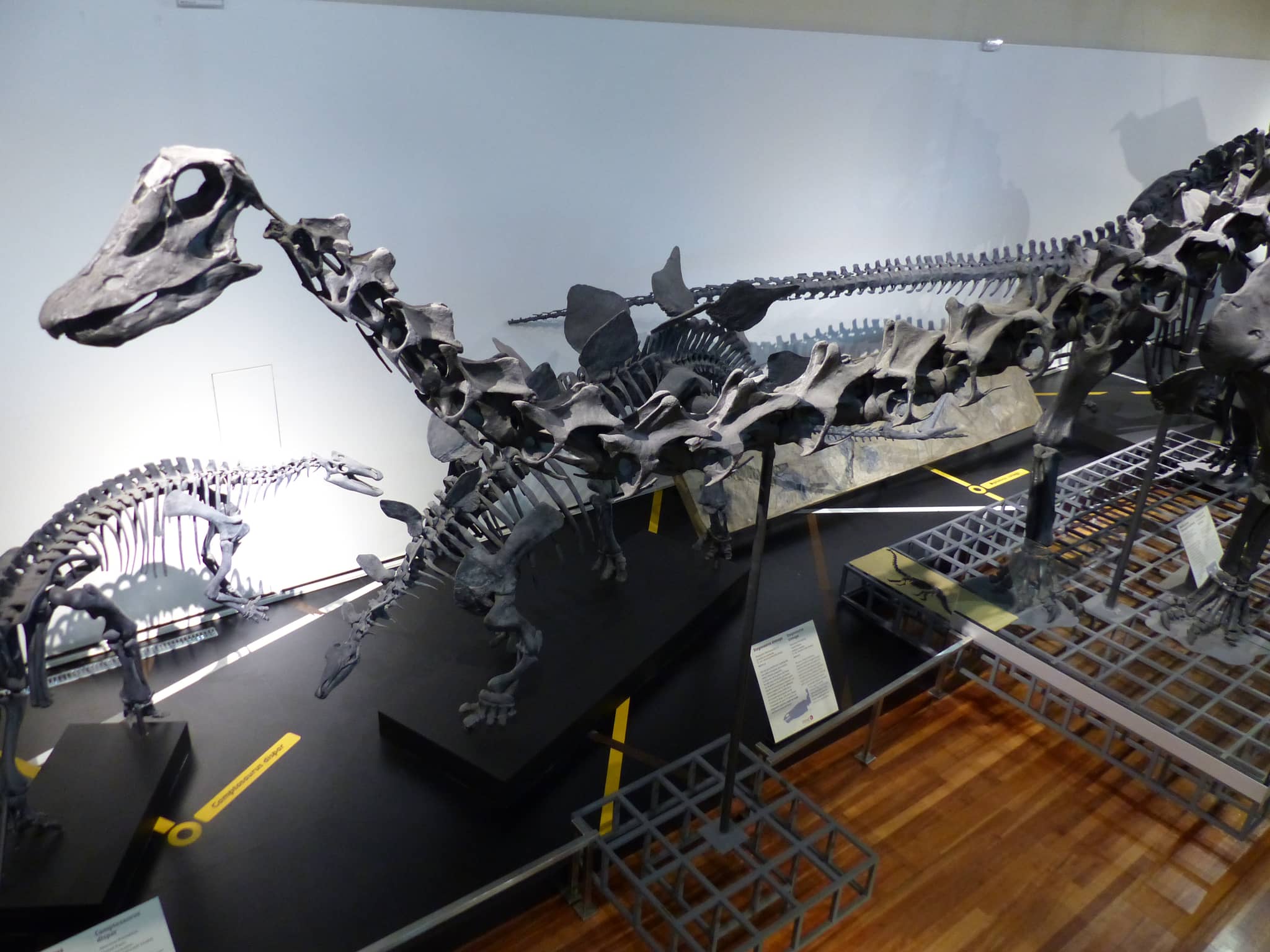 Dinosaur Replica Hall