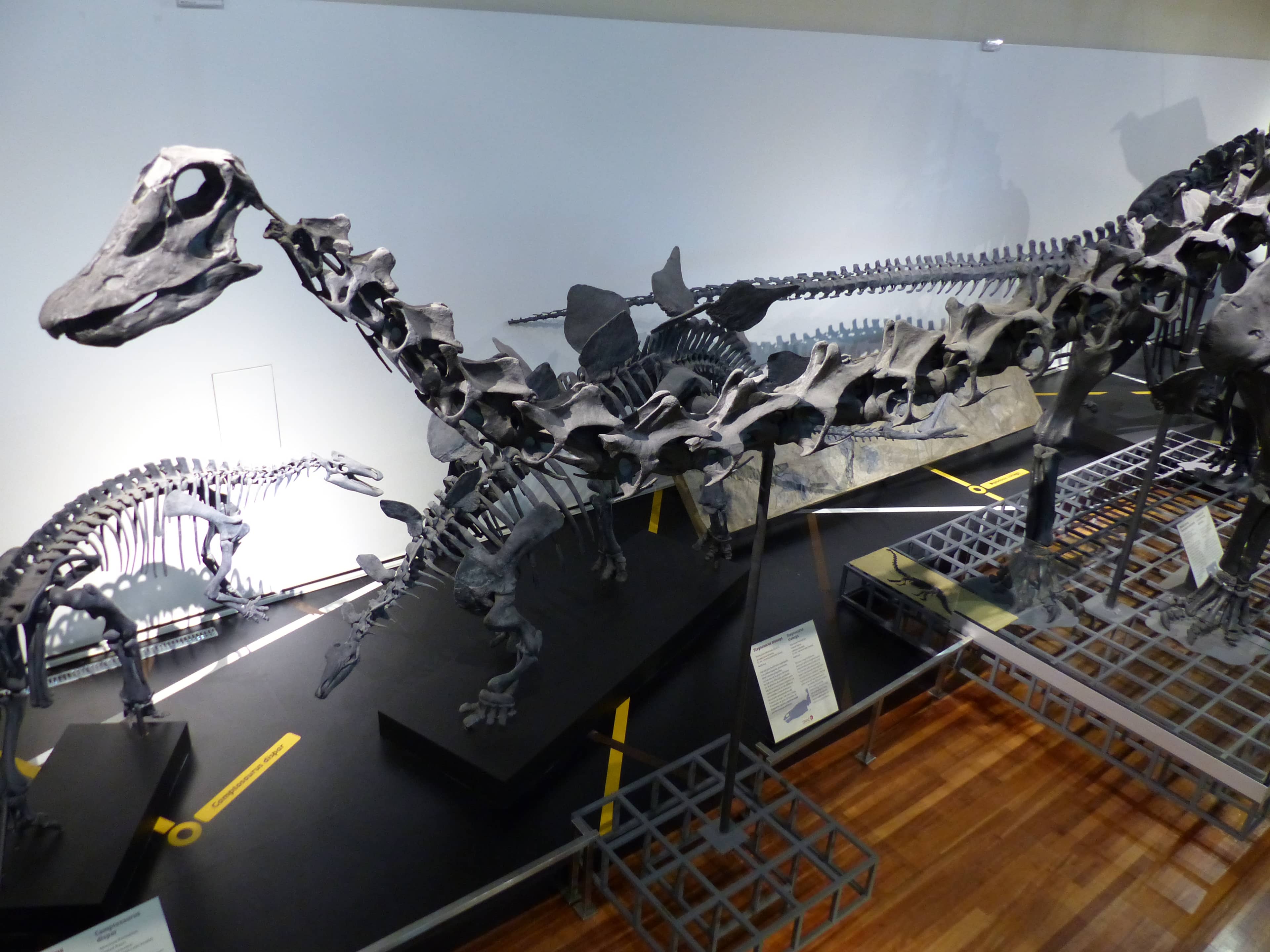 Dinosaur Replica Hall