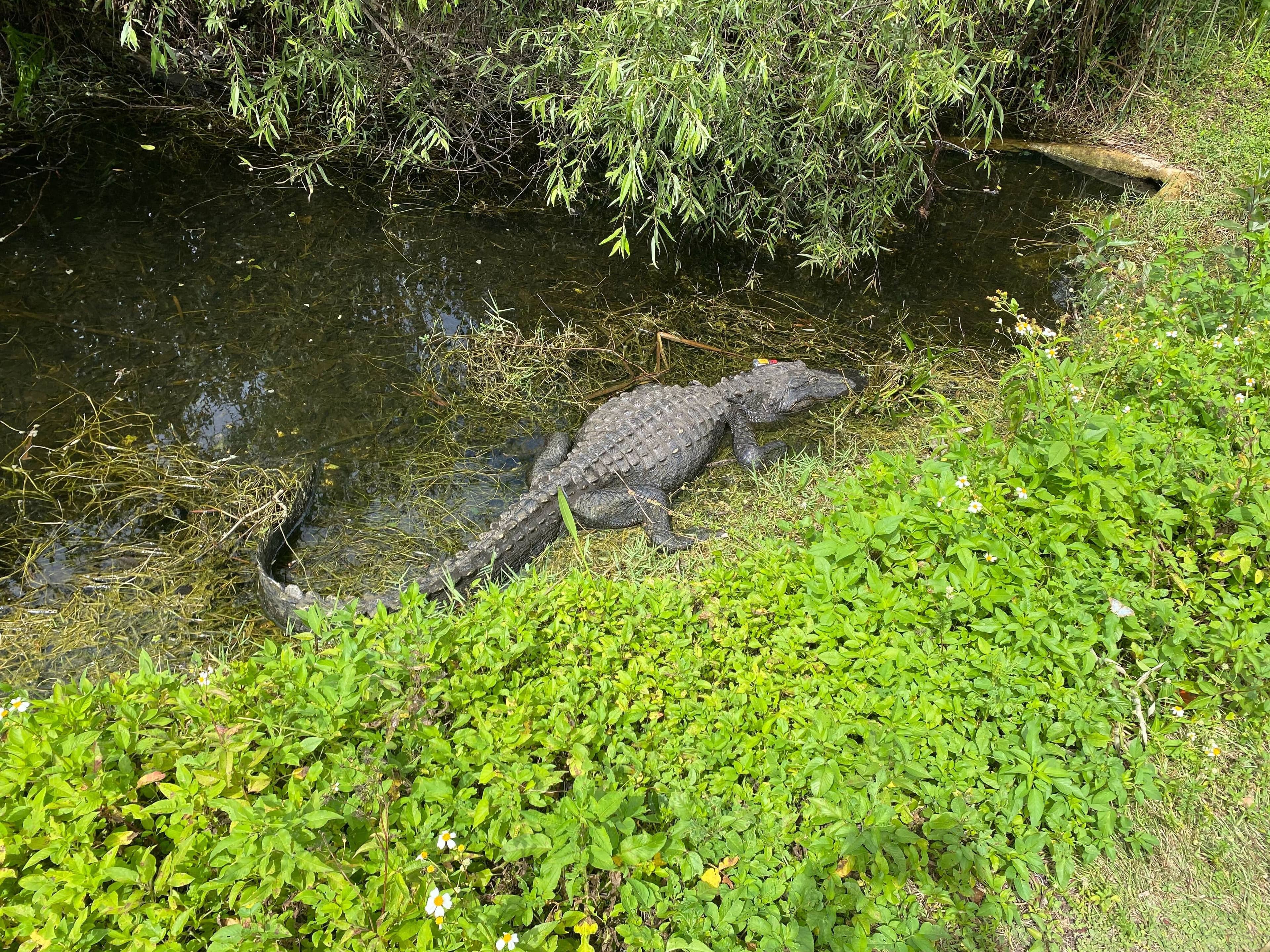 Alligator & Crocodile Sightings
