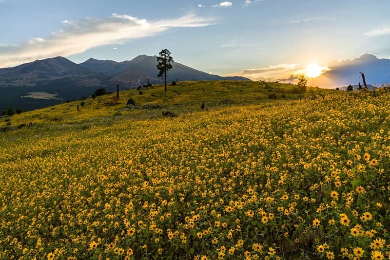 Wildflower Displays