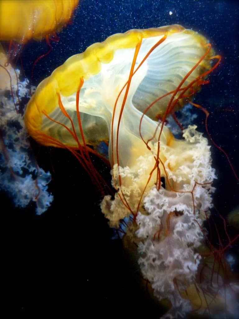 Jellyfish Gallery