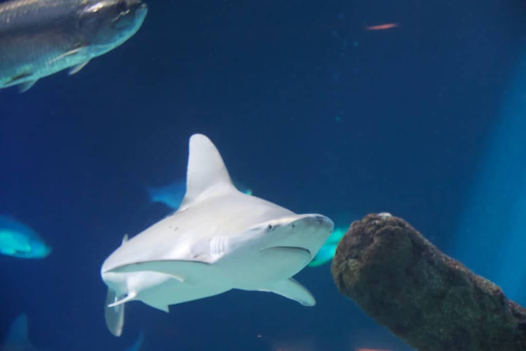 Shark Tank