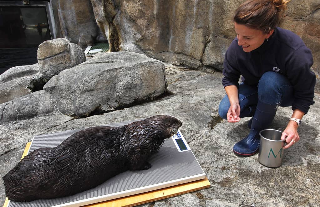 Otter Encounter