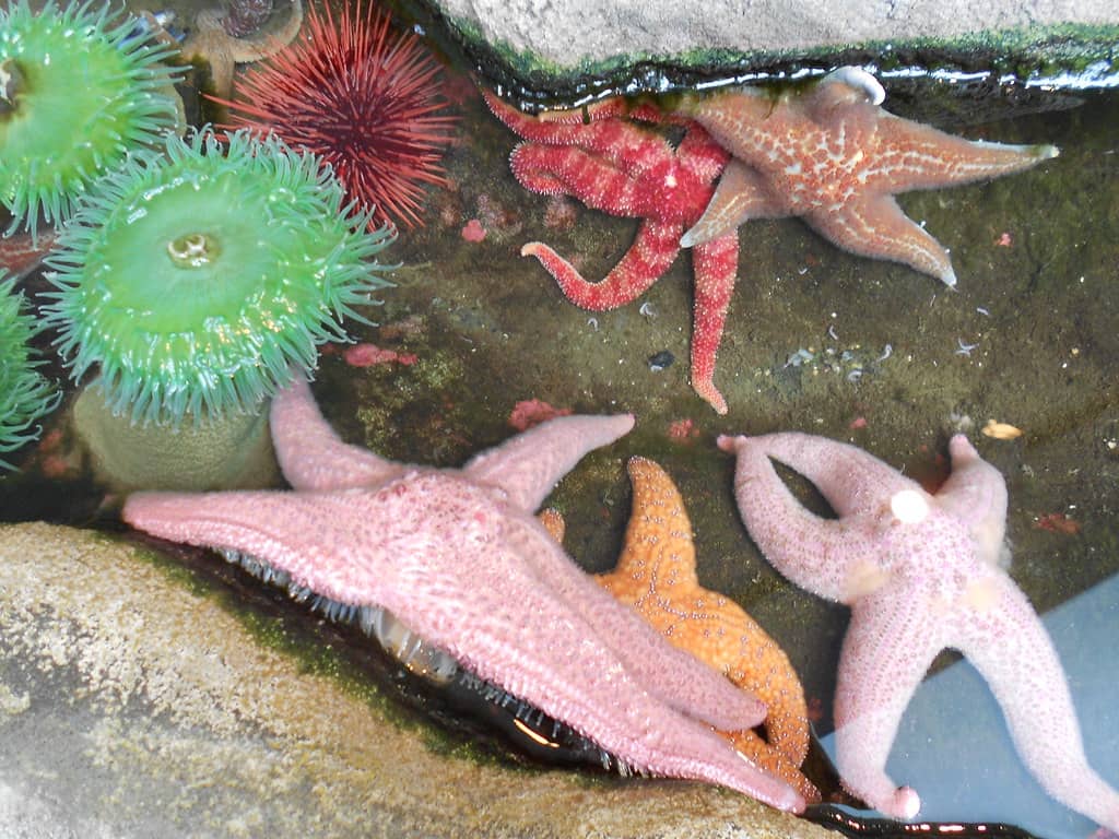 Tidepool Wonders