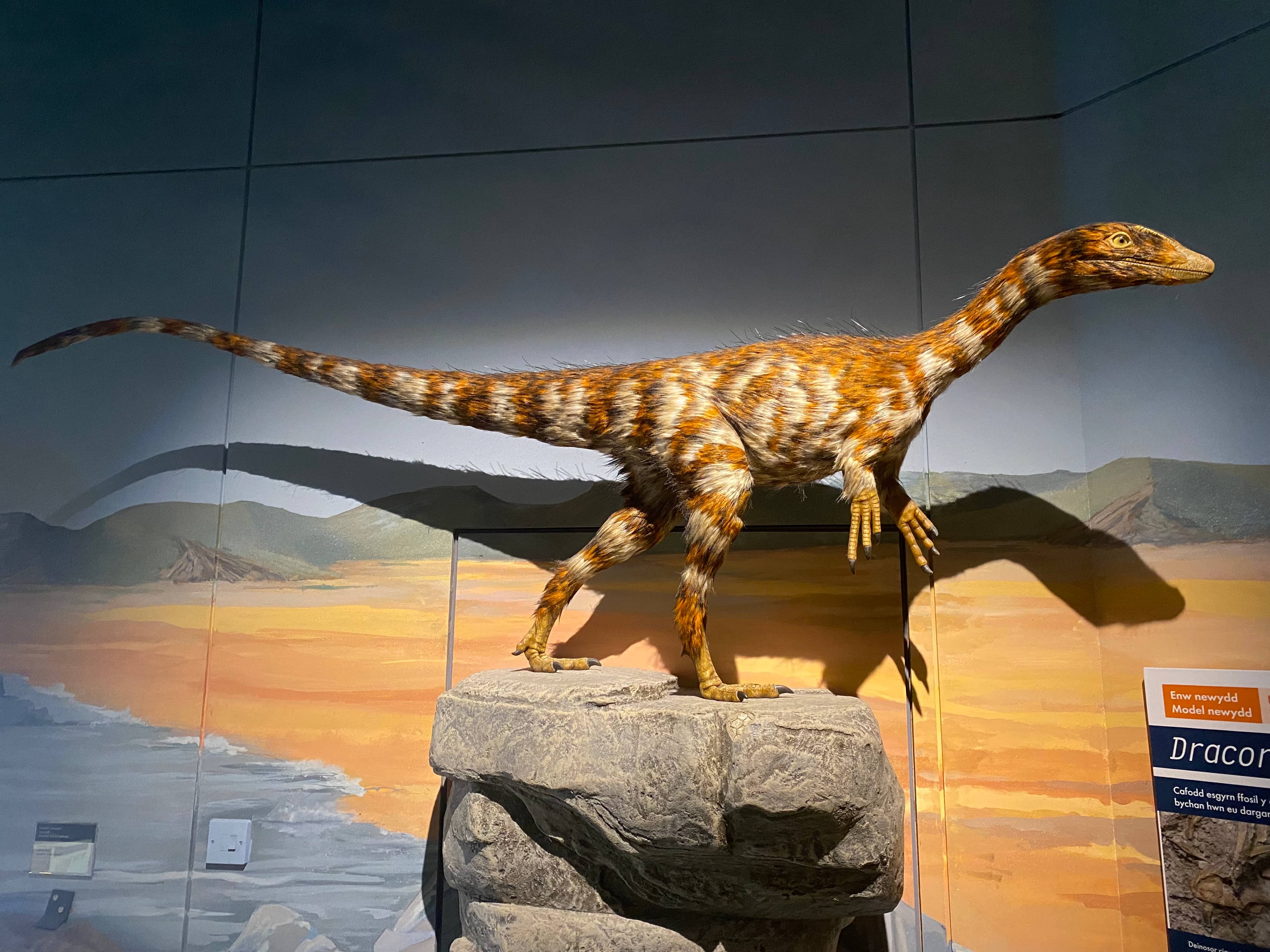 Natural History Displays