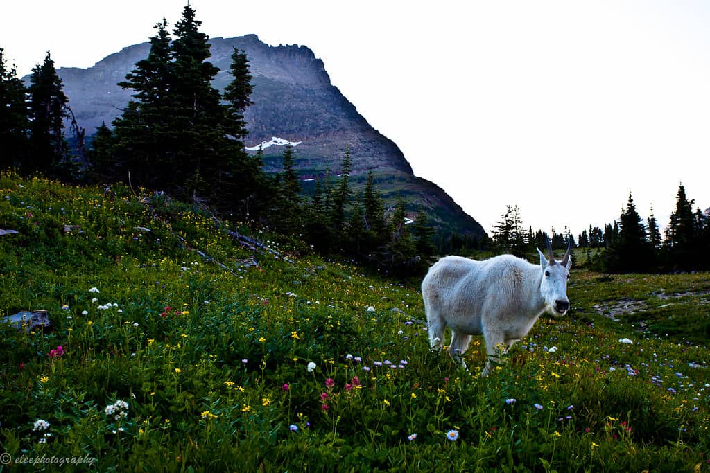 Mountain Goat Sightings