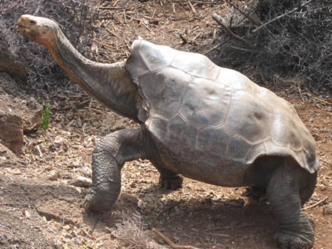 Giant Tortoise Encounters