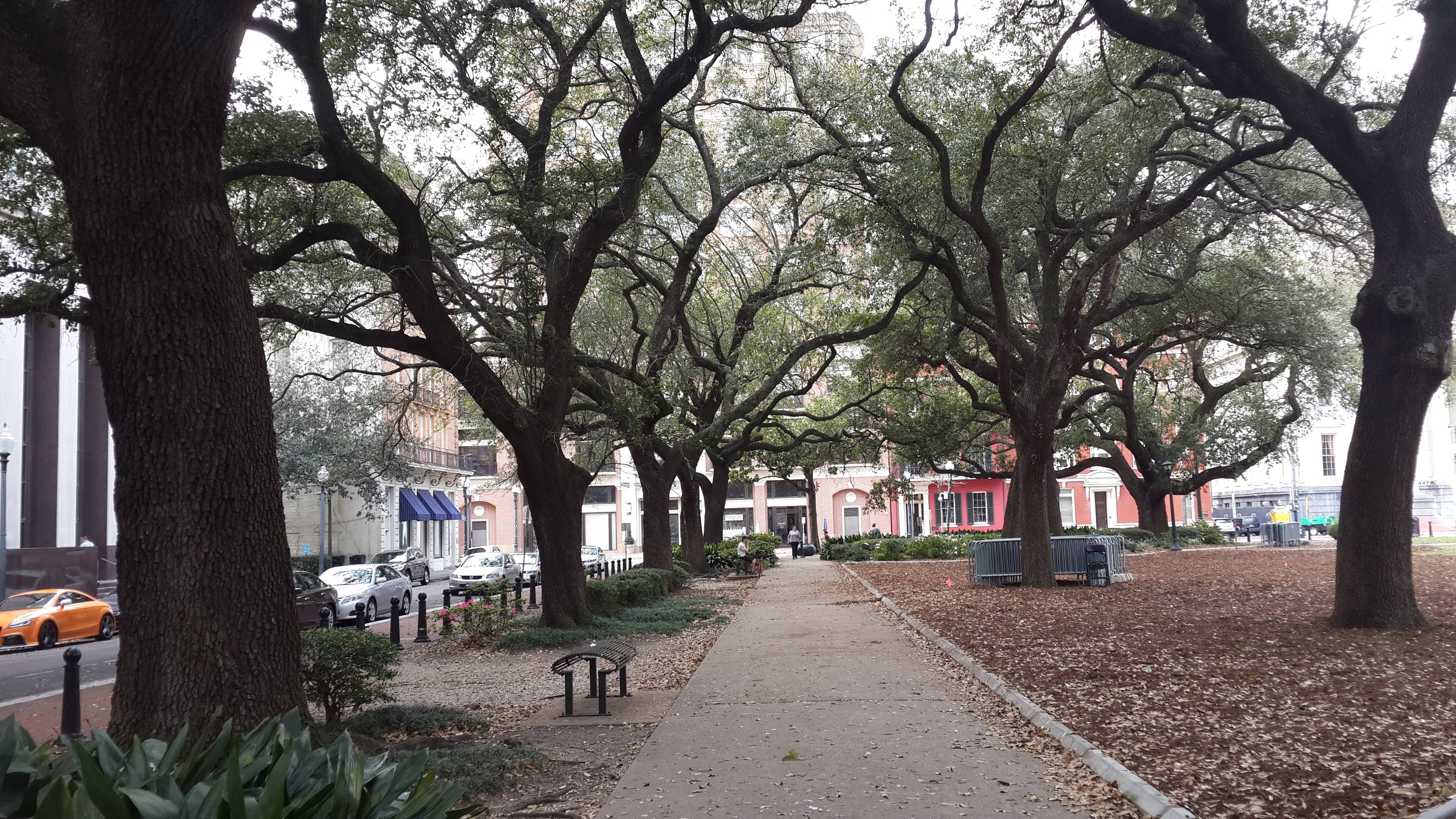 Mature Tree Canopy