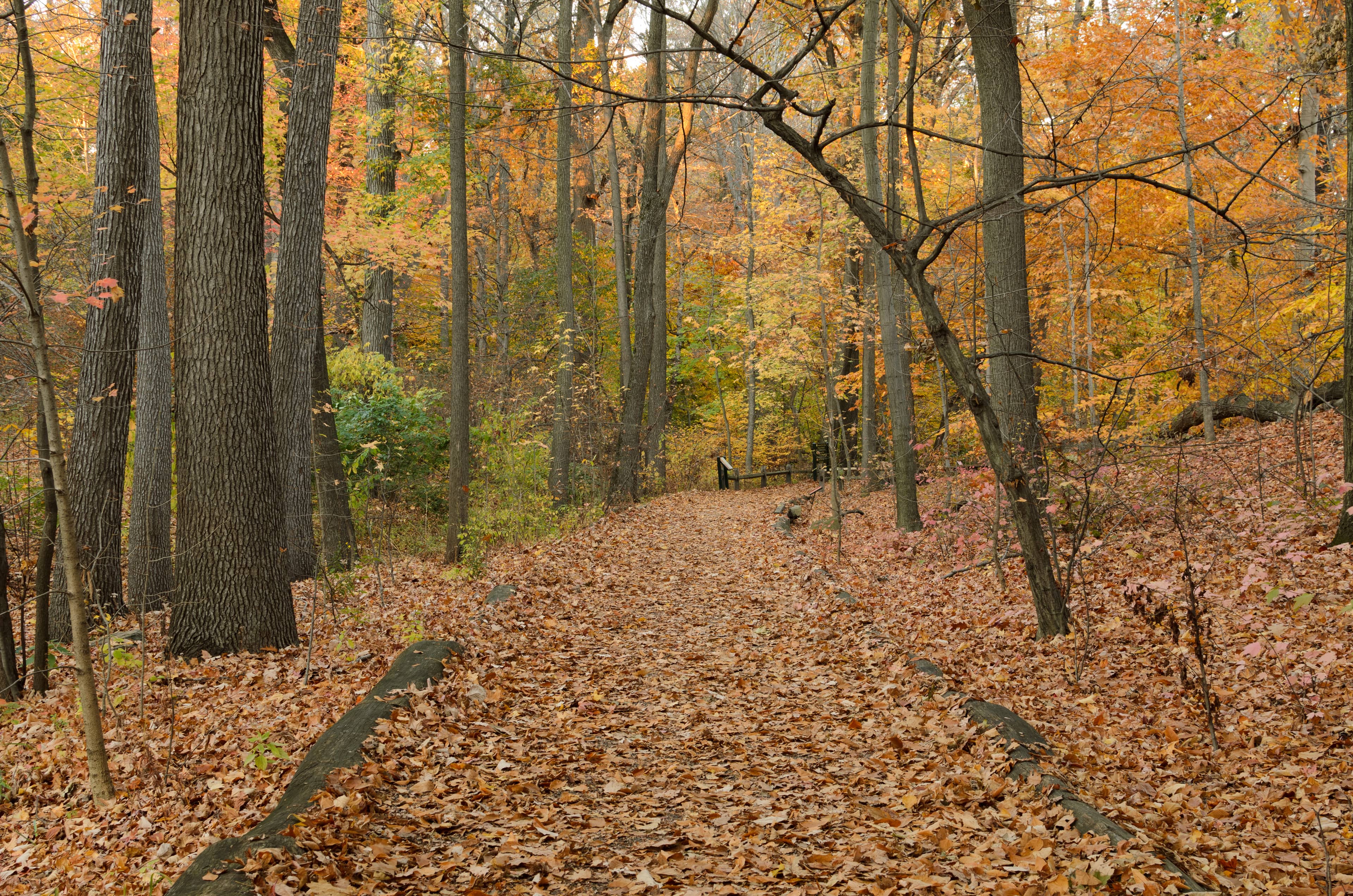 The Thain Family Forest