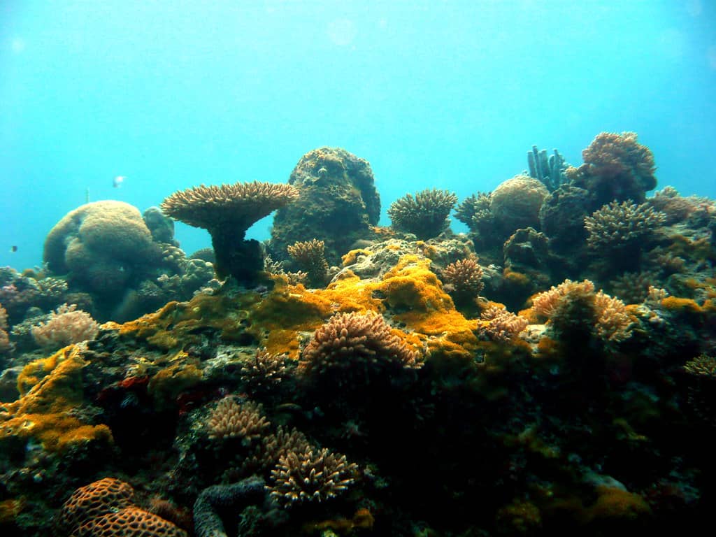 Vibrant Coral Reefs