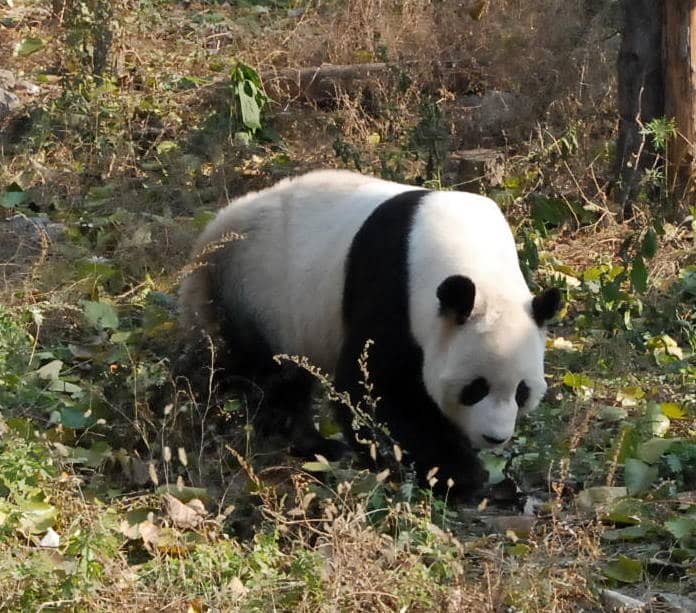 Panda Encounter