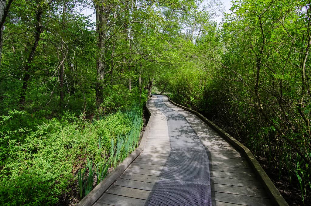 Scenic Boardwalk Trail