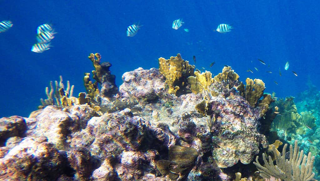Vibrant Underwater Marine Park