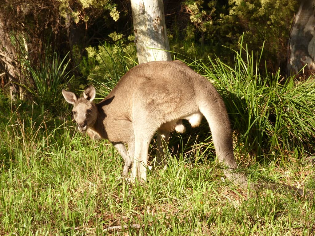 Wildlife Encounters