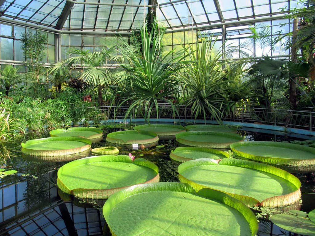 Victoria Greenhouse Pond