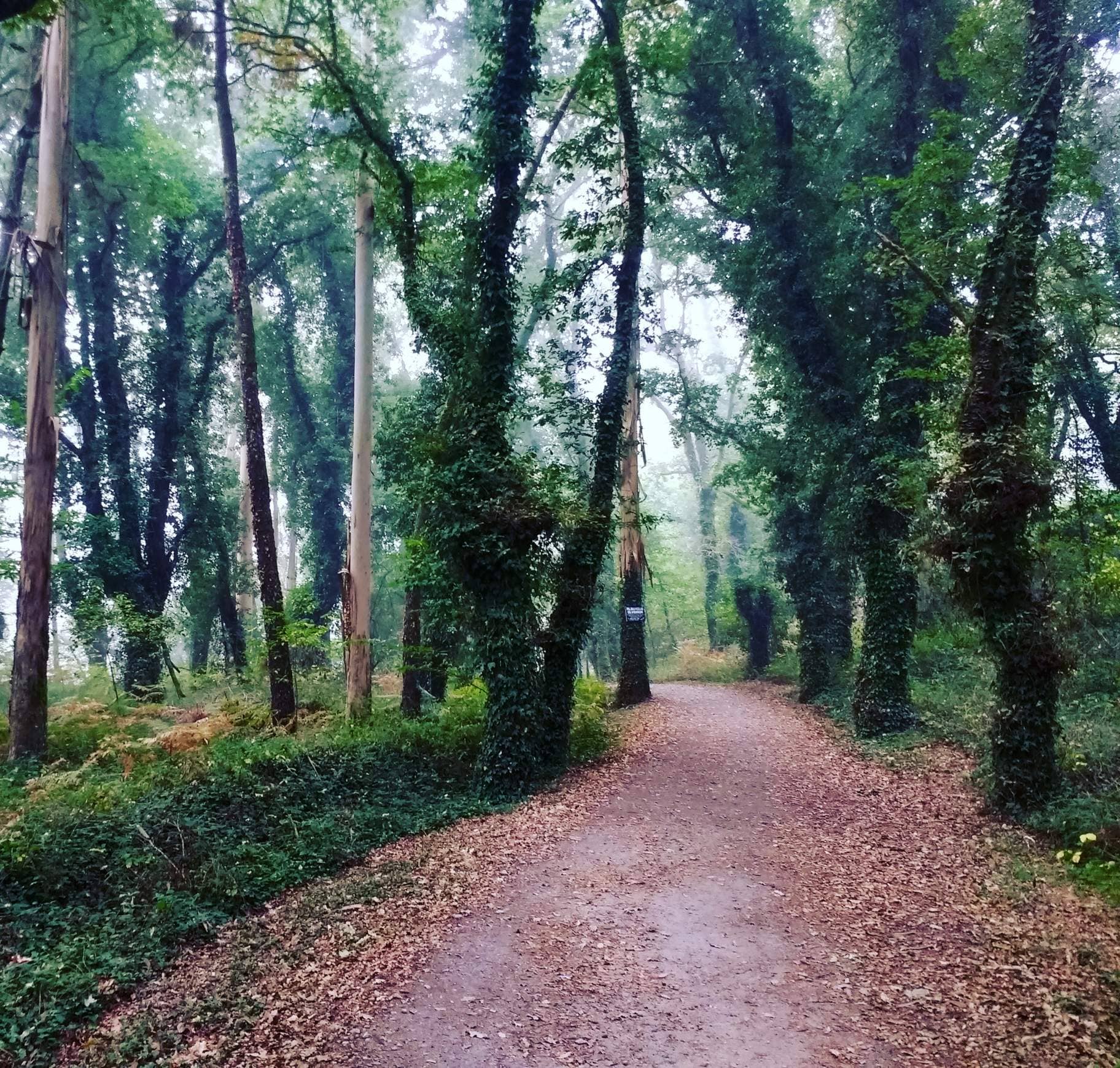 Scenic Walking Trails