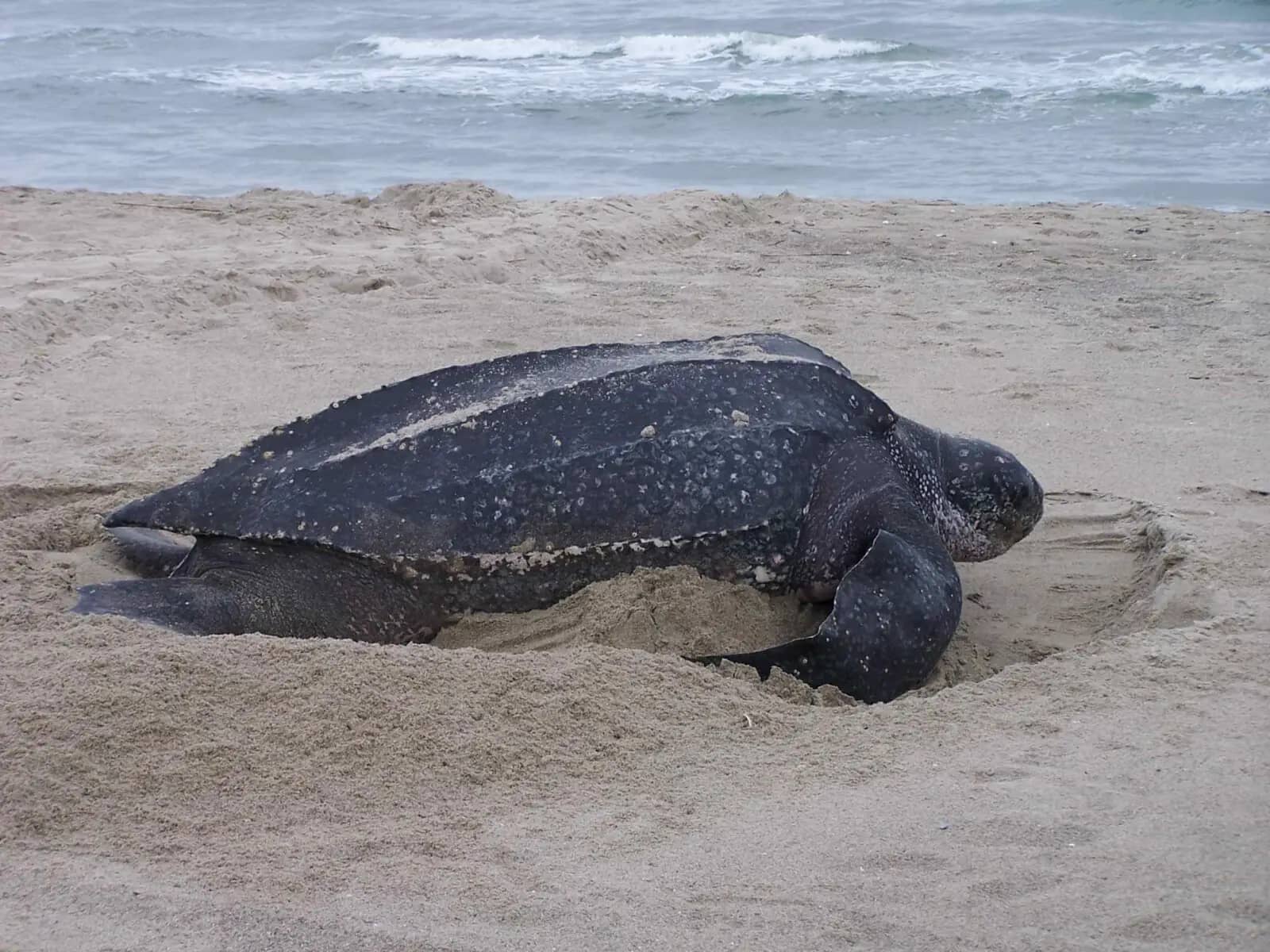 Sea Turtle Encounters