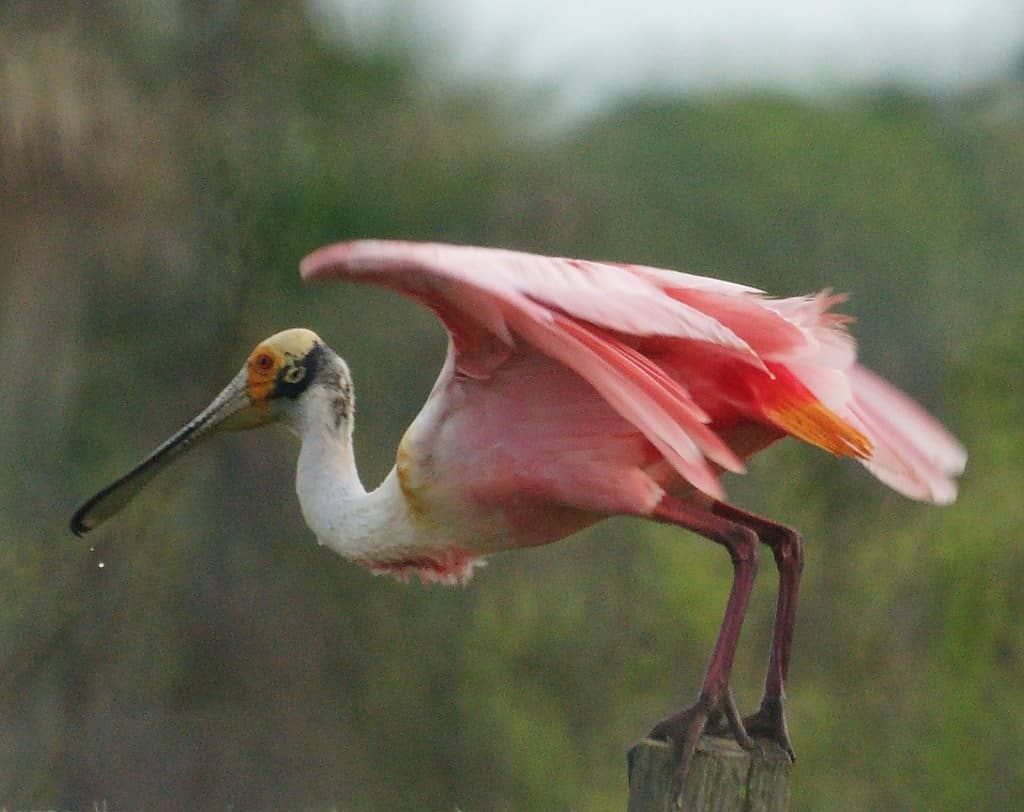 Wildlife Encounters