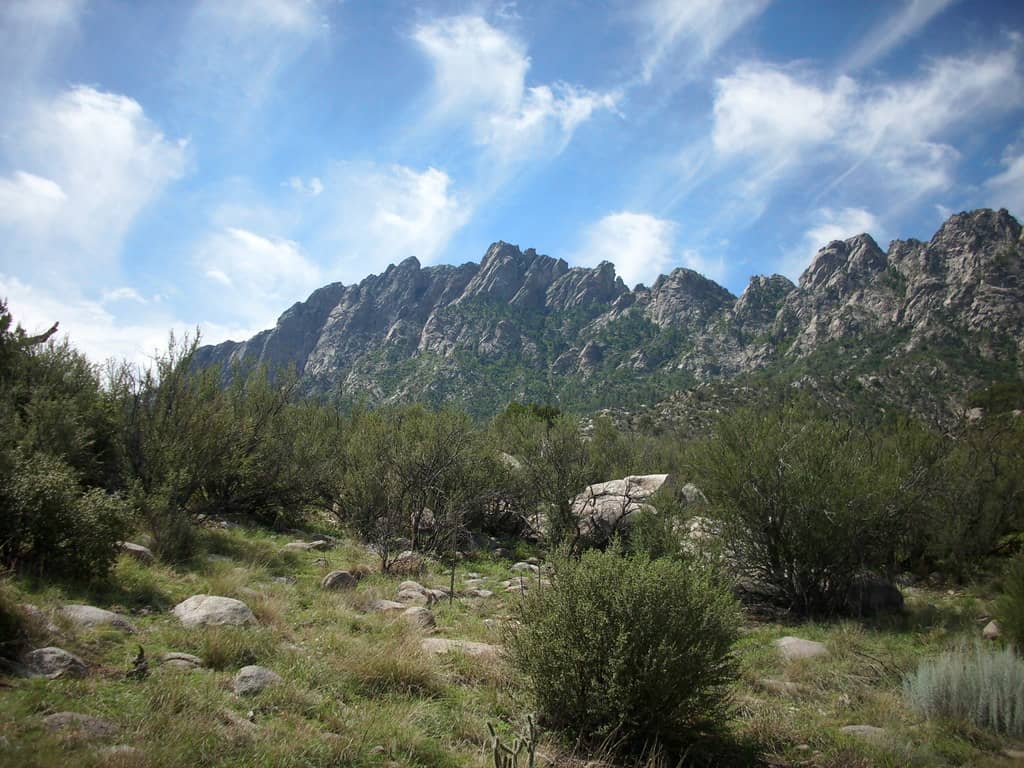 Pine Tree Loop Trail