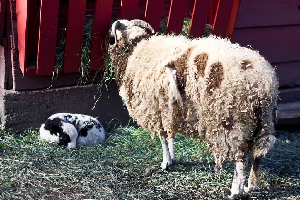 Diverse Animal Friends