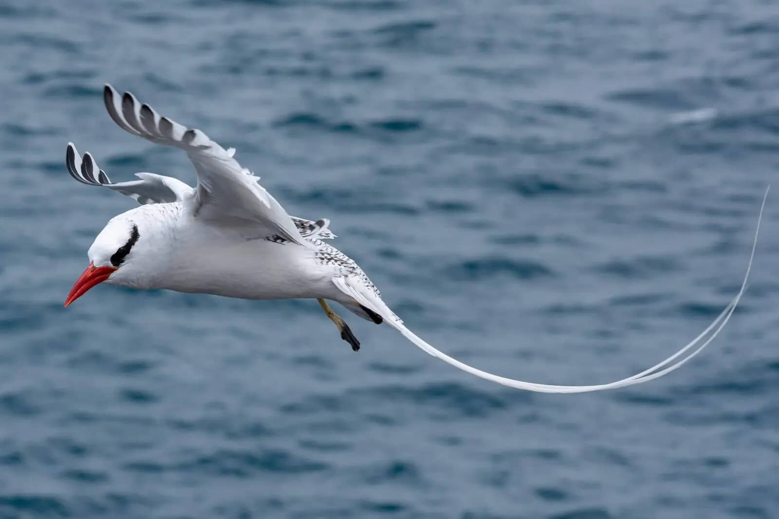 Red-Billed Tropicbird Nests