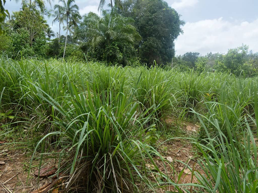 Pemba Island's Spice Heritage