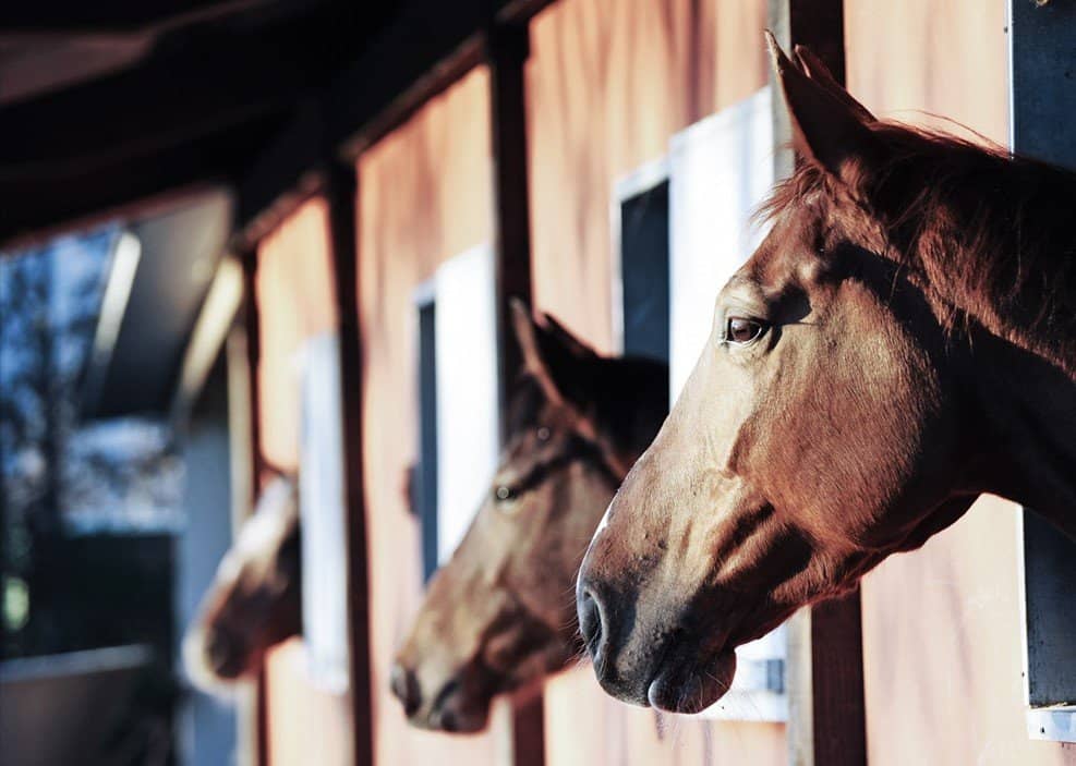 Breed-Diverse Rescue Horse Care