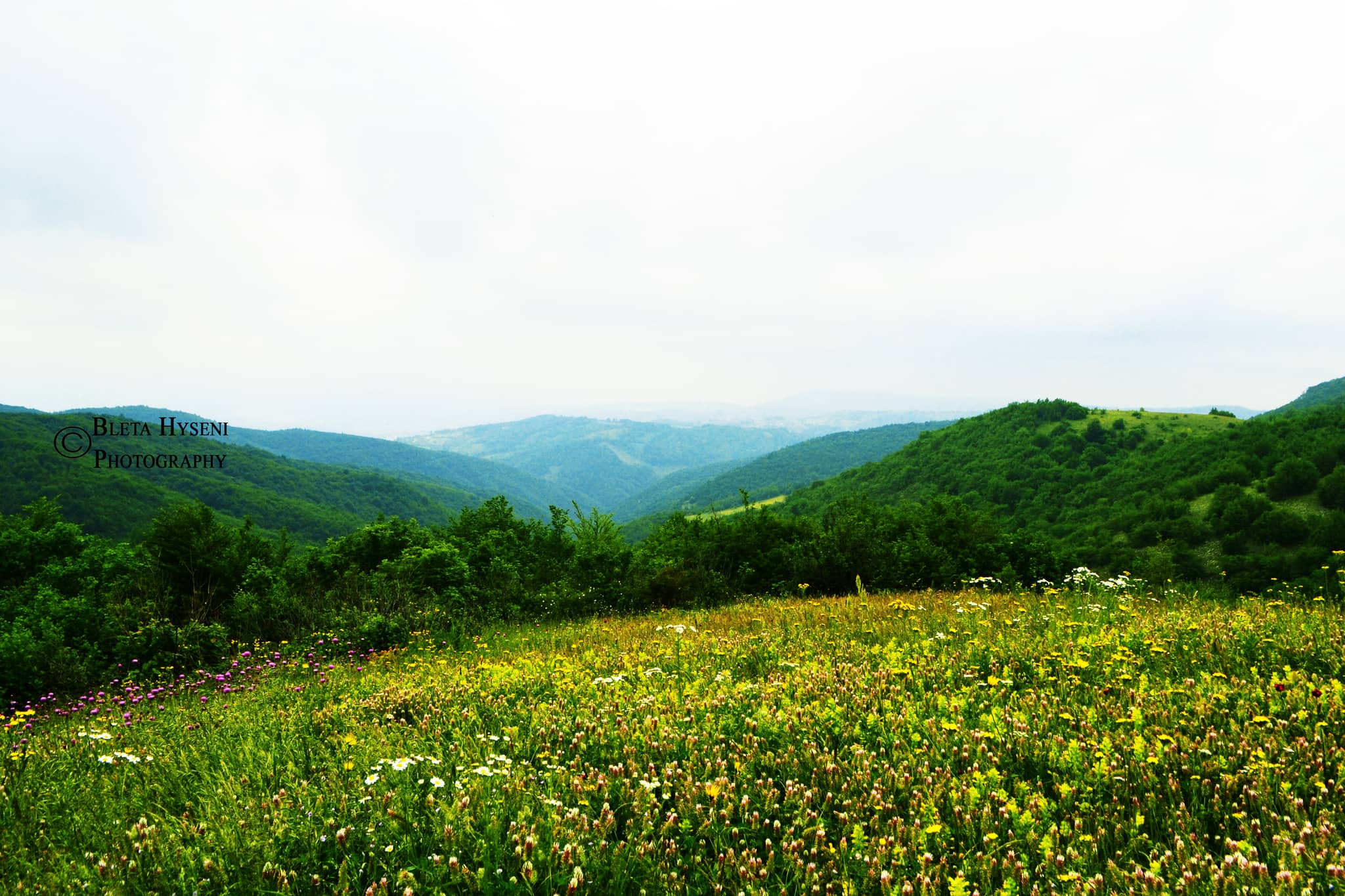 Wildflower Blooms