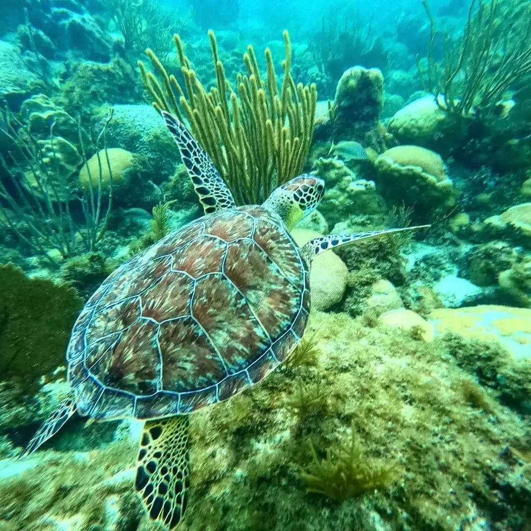 Turtle House Reef Snorkeling