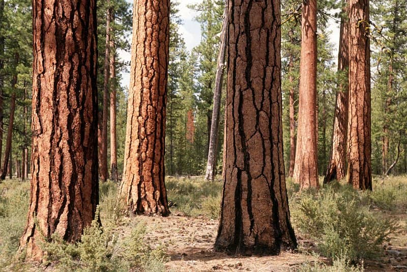 Ponderosa Pine Forest Trails