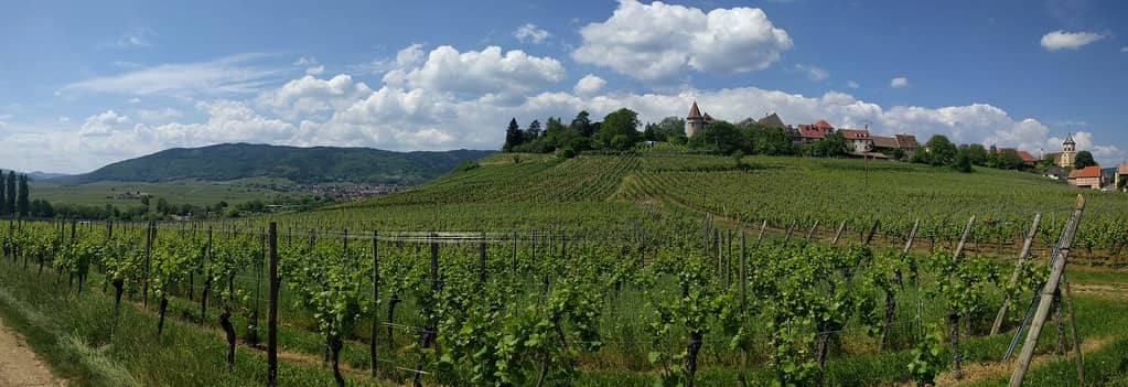 Vineyard Views