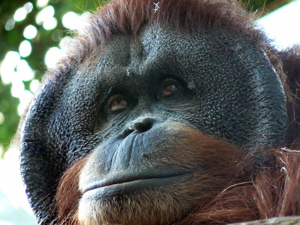 Great Ape House