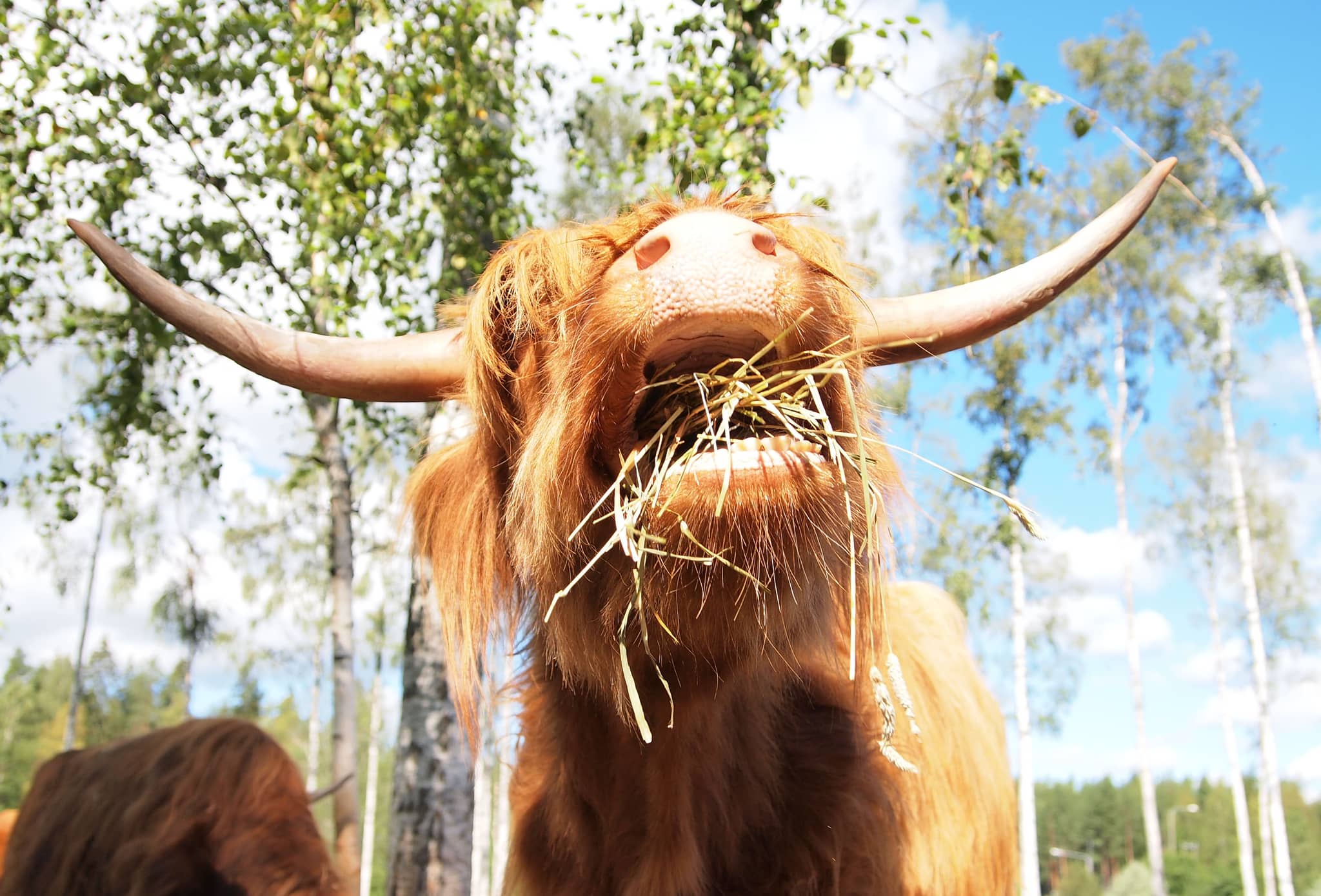 Highland Cows