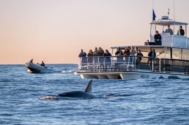 Whale Watching Adventures