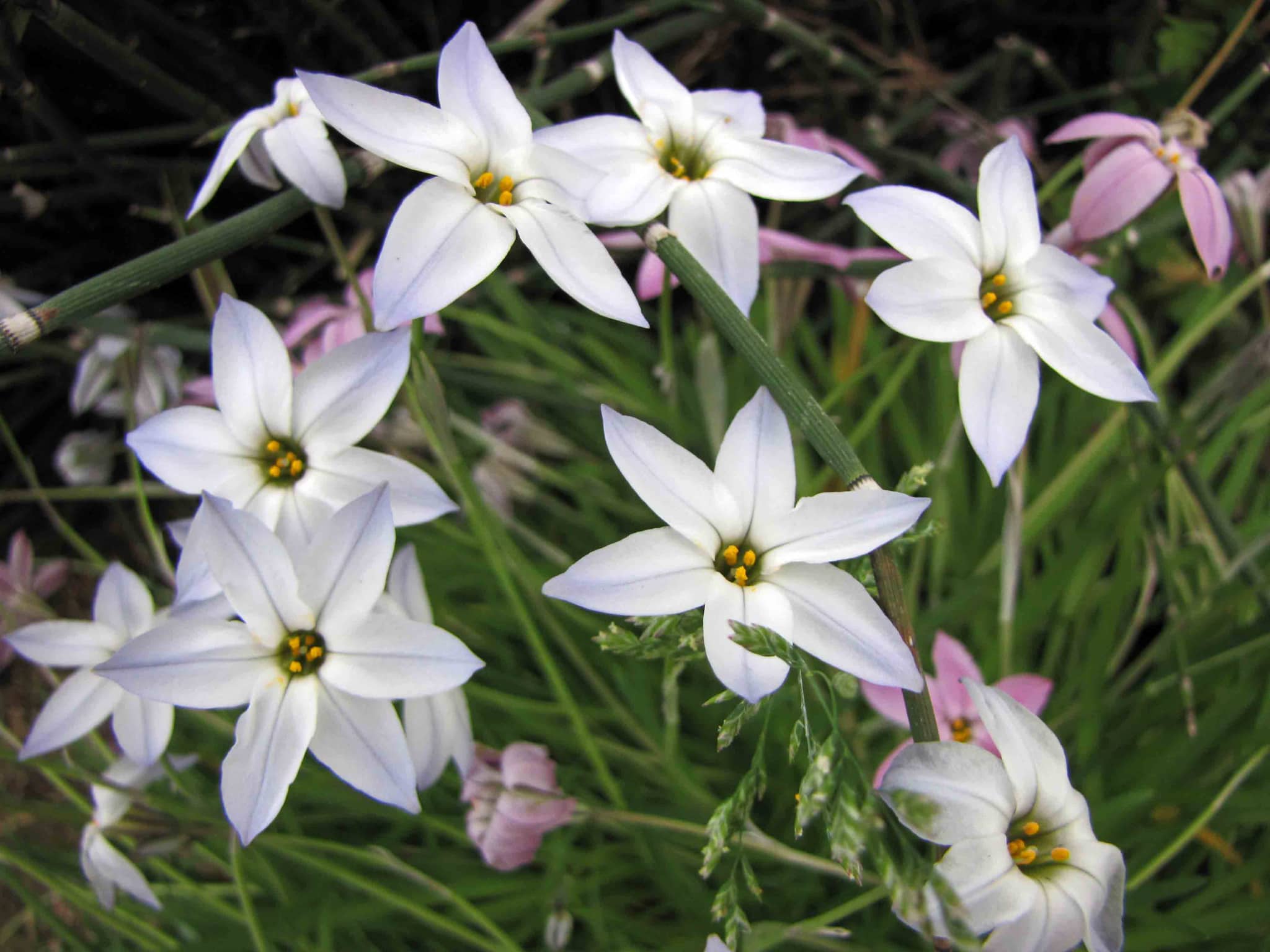 Spring Blooms