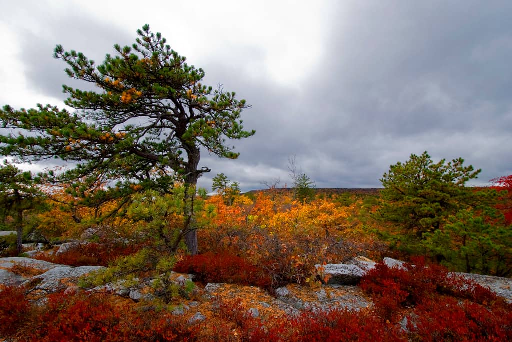 Fall Foliage Views