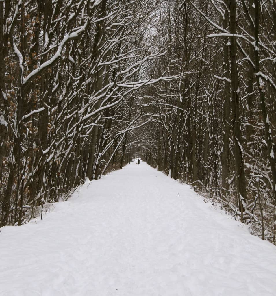 Wooded Pathways
