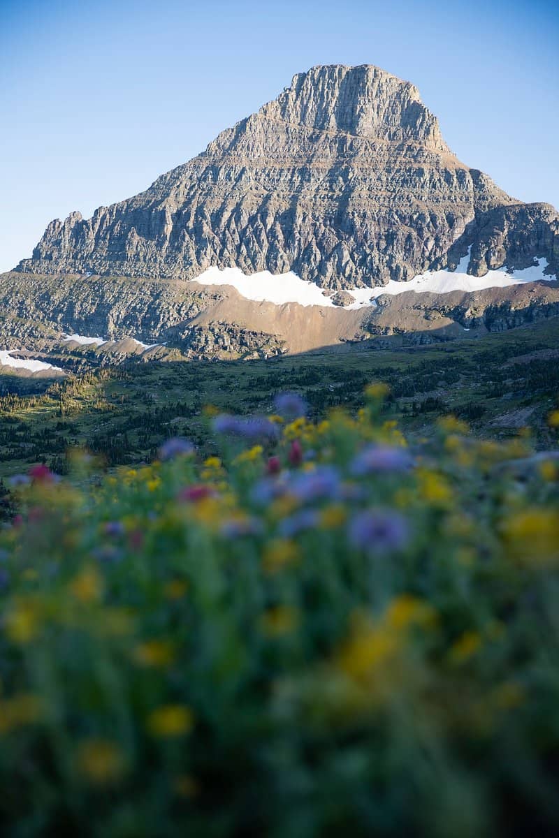 Wildflower Displays