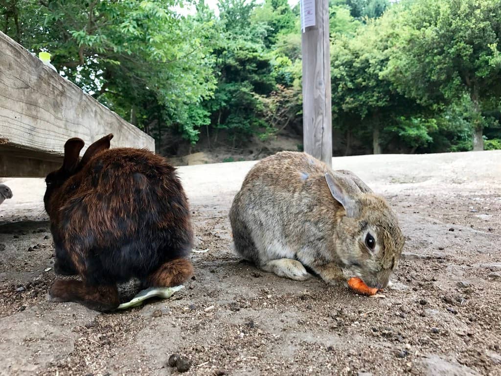 Okunoshima (Rabbit Island)